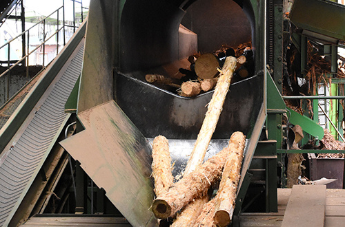 皮をむかれた原木