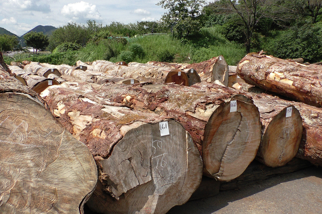 競り市前の土場の様子
